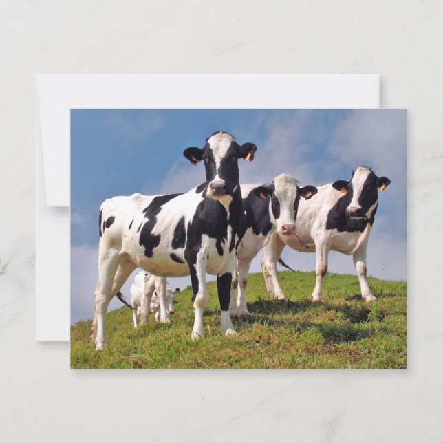 Moooh! (Vorderseite)