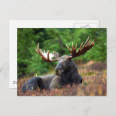 Mooose! Postkarte (Vorne/Hinten)