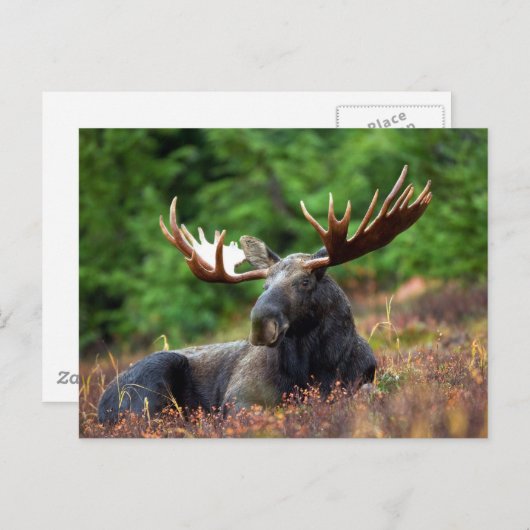 Mooose! Postkarte (Vorne/Hinten)