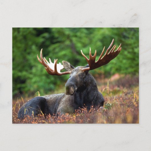 Mooose! Postkarte (Vorderseite)