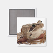 Moor Frog - Rana arvalis Magnet (Vorderseite/Rückseite)