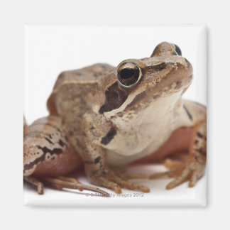 Moor Frog - Rana arvalis Magnet