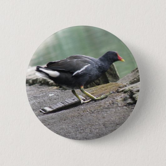Moorhen Button (Vorderseite)