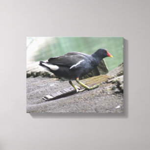 Moorhen Canvas Print Leinwanddruck