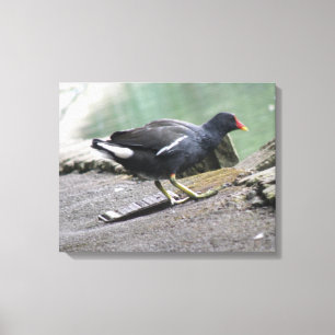 Moorhen Canvas Print Leinwanddruck