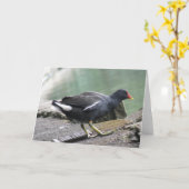 Moorhen Greeting Card Karte (Gelbe Blume)
