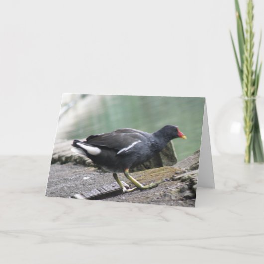 Moorhen Greeting Card Karte (Vorderseite)