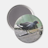 Moorhen Magnet (Vorderseite/Rückseite)