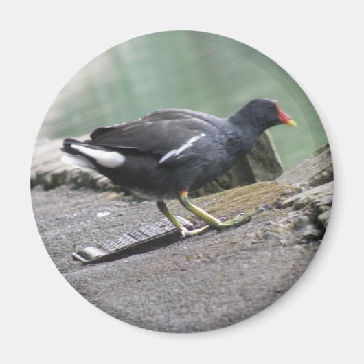 Moorhen Magnet (Vorne)