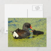 Moorhen mit Baby Postkarte (Vorne/Hinten)