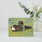 Moorhen mit Baby Postkarte (Stehend Vorderseite)