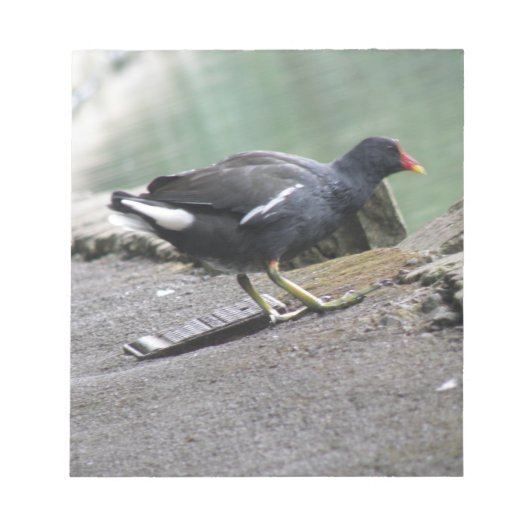 Moorhen Notepad Notizblock (Vorderseite)
