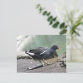 Moorhen Postcard Postkarte (Stehend Vorderseite)
