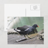 Moorhen Postcard Postkarte (Vorne/Hinten)