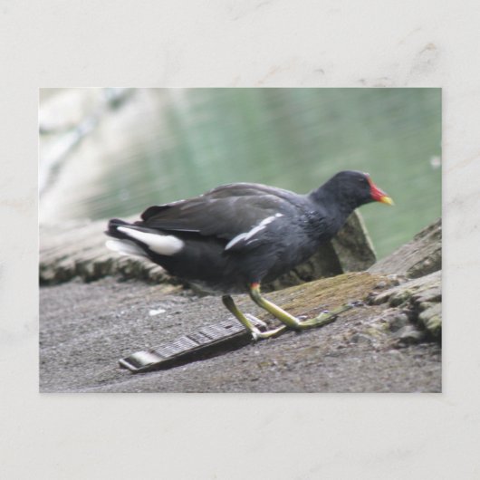 Moorhen Postcard Postkarte (Vorderseite)