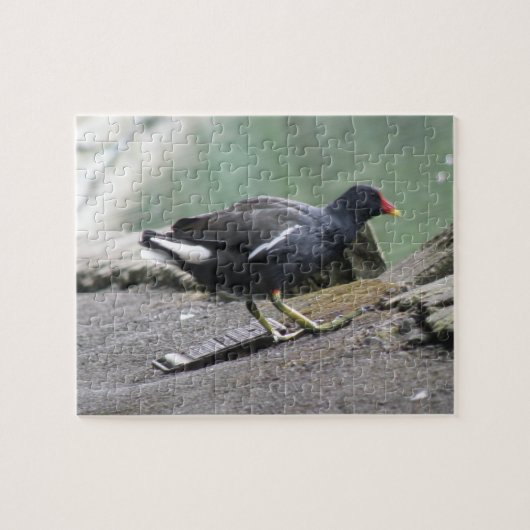 Moorhen Puzzle (Horizontal)