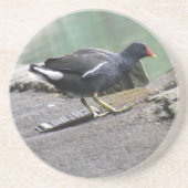 Moorhen Untersetzer (Vorne)