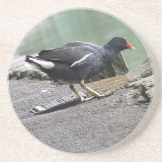 Moorhen Untersetzer (Vorne)