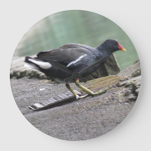 Moorhen Wall Clock Große Wanduhr (Vorderseite)