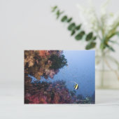 Moorish Idol Postkarte (Stehend Vorderseite)