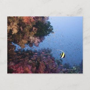 Moorish Idol Postkarte