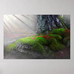 Moos im Wald Poster