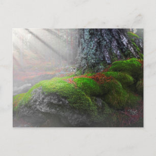 Moos im Wald Postkarte