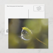 Moos mit Postkarte (Vorne/Hinten)