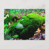 Moos Postkarte (Vorderseite)