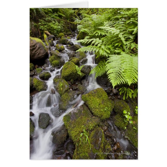 Moosbedeckte Felsen mit verschwommenem Wasser und  (Vorne)