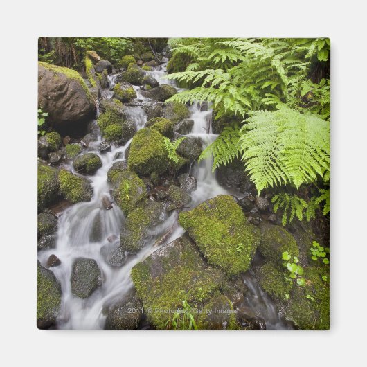 Moosbedeckte Felsen mit verschwommenem Wasser und Magnet (Vorne)
