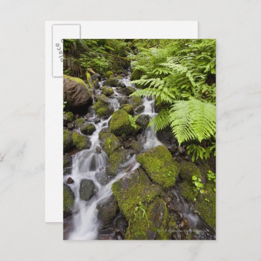 Moosbedeckte Felsen mit verschwommenem Wasser und  Postkarte (Vorne/Hinten)