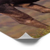 moose, Alces alces, bull with large antlers in Poster (Ecke)