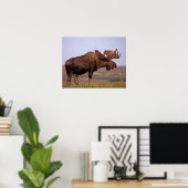 moose, Alces alces, bull with large antlers in Poster (Heimbüro)