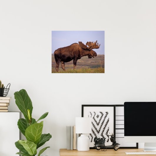 moose, Alces alces, bull with large antlers in Poster (Heimbüro)