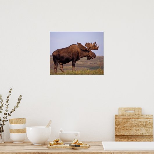 moose, Alces alces, bull with large antlers in Poster (Küche)