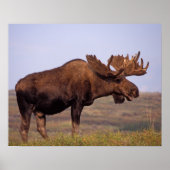 moose, Alces alces, bull with large antlers in Poster (Vorne)
