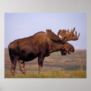 moose, Alces alces, bull with large antlers Poster