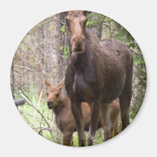 Moose Animal Forest Peace Liebe Destiny Magnet (Vorne)