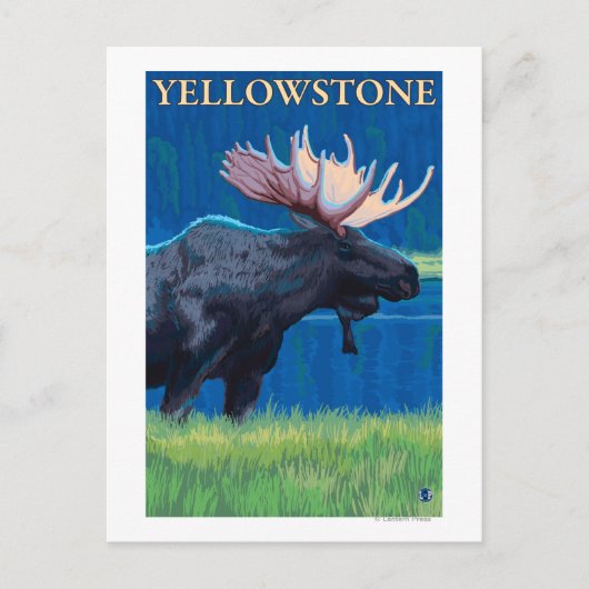 Moose at Night - Yellowstone Nationalpark Postkarte (Vorderseite)