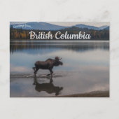 Moose auf Unna Lake British Columbia Kanada Postkarte (Vorderseite)