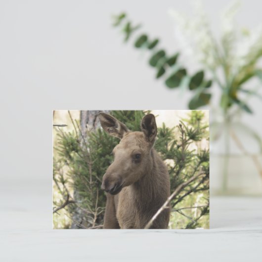 Moose Calf Postkarte (Stehend Vorderseite)