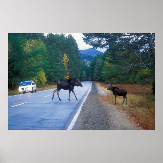 Moose Crossing Kancamagus Highway Poster (Vorne)