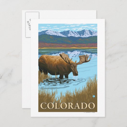 Moose DrinkingColorado Postkarte (Vorne/Hinten)
