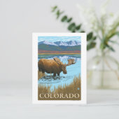 Moose DrinkingColorado Postkarte (Stehend Vorderseite)