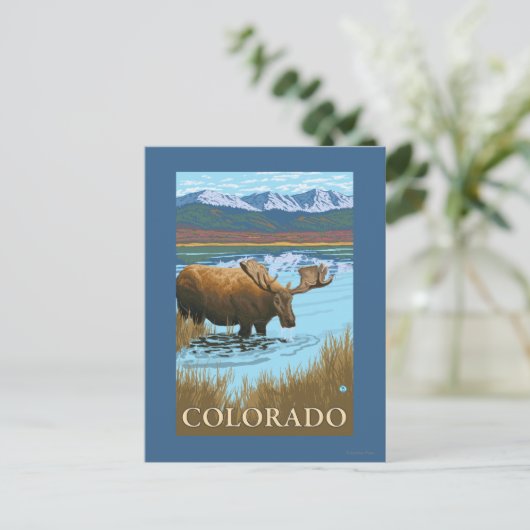 Moose DrinkingColorado Postkarte (Stehend Vorderseite)