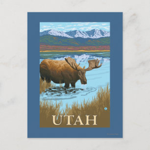 Moose DrinkingUtah Postkarte