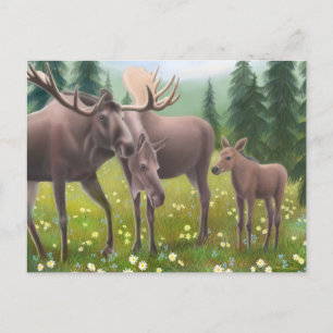 Moose Family Postcard Postkarte