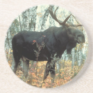 Moose Forest Trees Park Parco Civico-Ciani Sandstein Untersetzer