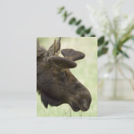 Moose Foto Postcard Postkarte (Stehend Vorderseite)